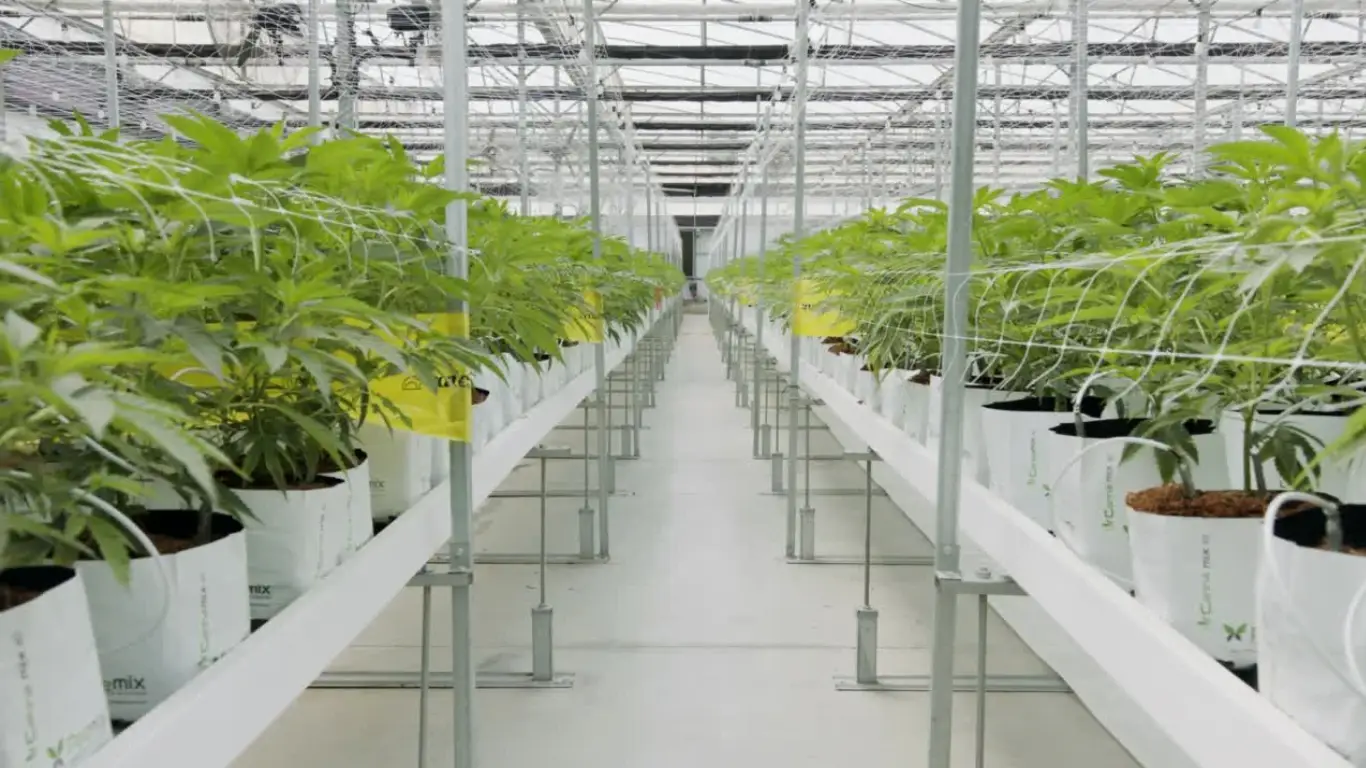 Cultivo